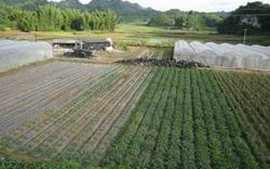 Đàm phán với ADB dự án "Hỗ trợ nông nghiệp các bon thấp"